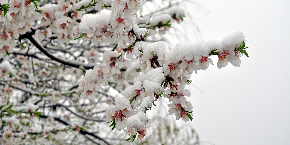 Amandier en fleur, sous la neige © Rafel Miro via flikr 