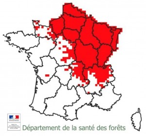 Répartition de la chalarose en France en 2015, département de la santé des forêts