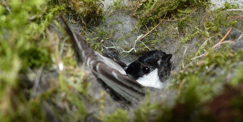 Mésange noire dans son nid - suivi de la reproduction des mésanges noires à Loriaz, sur les hauteurs de Chamonix © CREA Mont-Blanc 