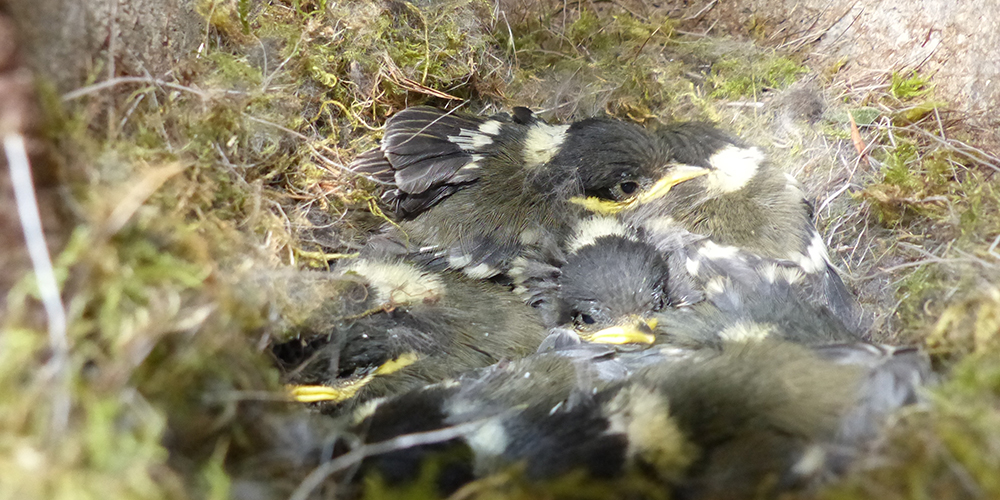Poissins de mésange noire au nid © CREA Mont-Blanc 