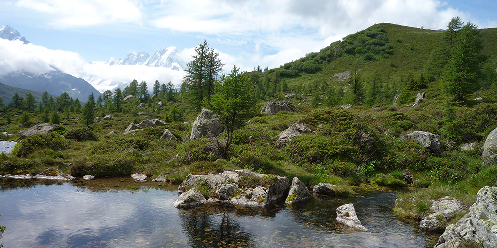 Écosystème alpin à la limite altitudinale de la forêt (mélèzes) © CREA Mont-Blanc 