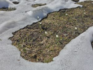 Crocus Albiflorus, l’une des toutes premières espèces de la pelouse alpine à démarrer sa croissance et sa floraison dès que le manteau neigeux hivernal commence à disparaitre © G. Klein