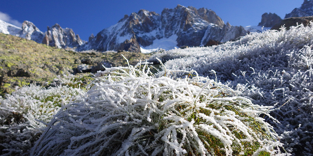 Pelouse alpine au Jardin de Talèfre, dans le Massif du Mont-Blanc (2 800 m) © CRandin