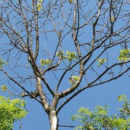 Ce frêne atteint de flétrissement est reconnaissable au dépérissement marqué de ses rameaux © Protection de la forêt suisse (WSL)