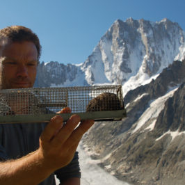 Suivi des micromammifères sur le massif du Mont-Blanc par Nigel Gilles Yoccoz © CREA Mont-Blanc
