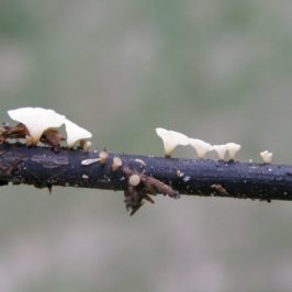 Le champignon responsable de la chalarose du frêne © Author provided/IFFF, CC BY