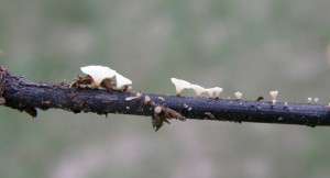 Le champignon responsable de la chalarose du frêne © Author provided/IFFF, CC BY
