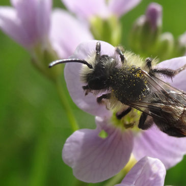Pollinisation et abeilles sauvages