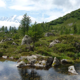 Écosystème alpin à la limite altitudinale de la forêt (mélèzes) © CREA Mont-Blanc