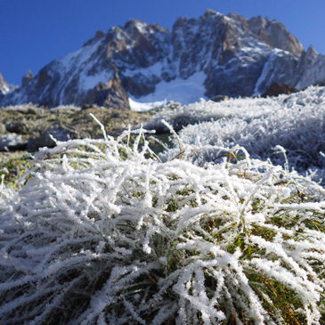 Gel tardif : menace sur les plantes alpines ?