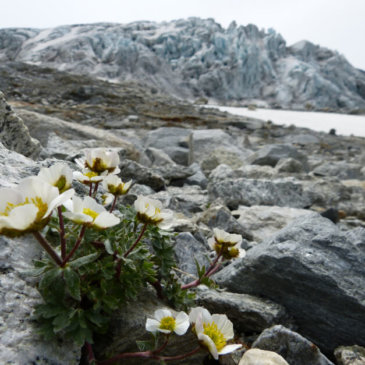Life in the (Glacial) Margins: surprisingly and increasingly diverse
