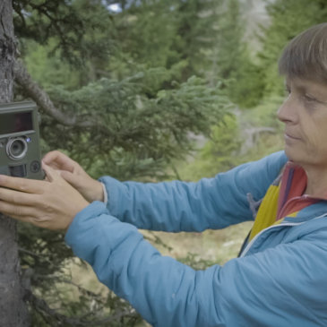 How Camera Traps Significantly Increase our Means of Observation