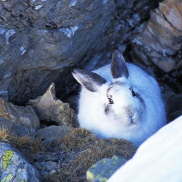 How Mountain hare are evolving with their environment
