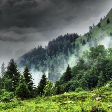 #ScienceSandwich : Changements climatiques et dynamique des forêts de montagne