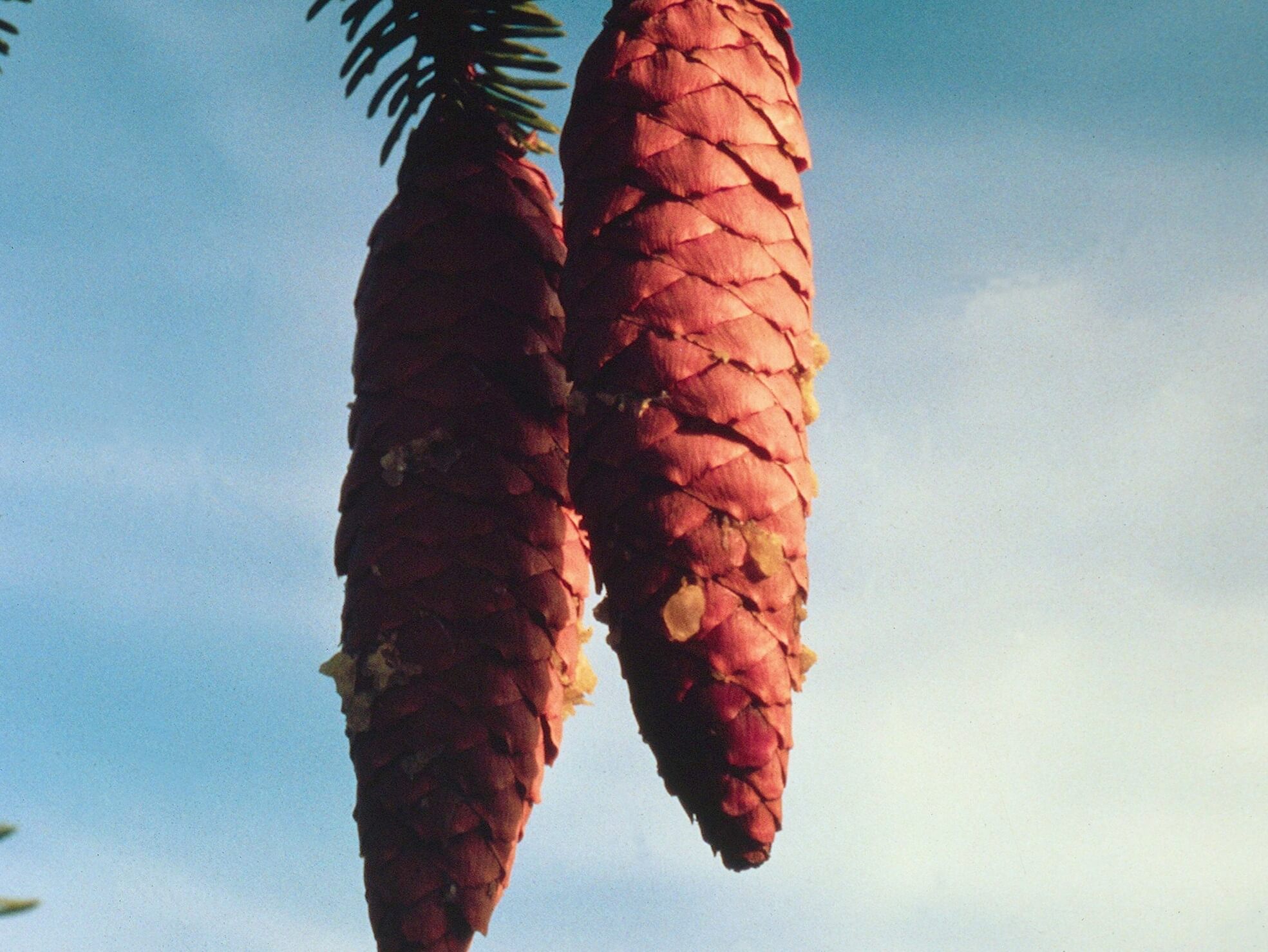 La Fructification Animation Cet automne, participez au suivi de la fructification des arbres ...