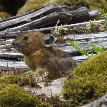 Of pikas and people: Stories of citizen science for monitoring alpine mammals in North America