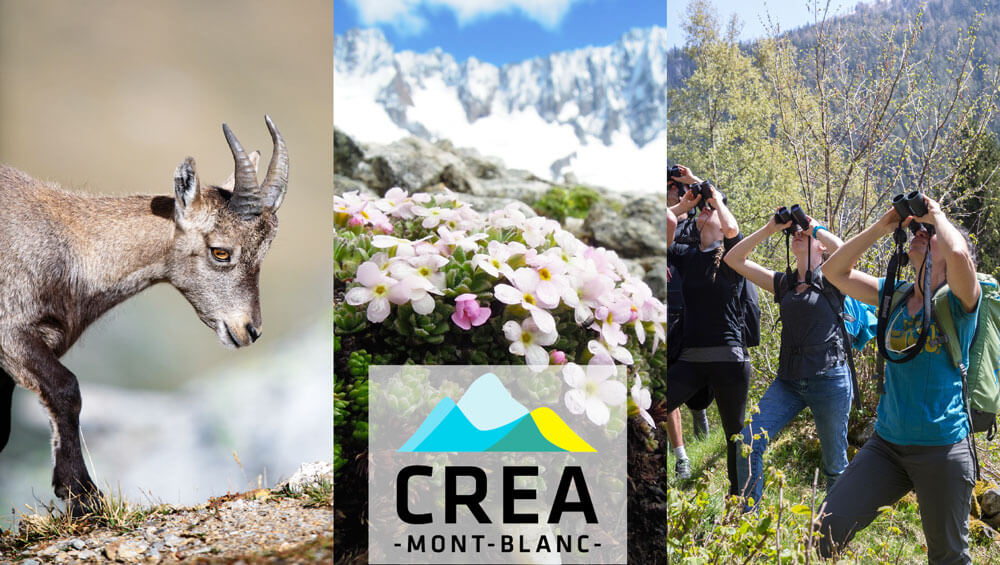 © Émile Joyeux - CREA Mont-Blanc - SPozzi
Herbivore sauvage - fleurs d'altitude - observateurs bénévoles - s'engager pour le vivant - écologie - participation