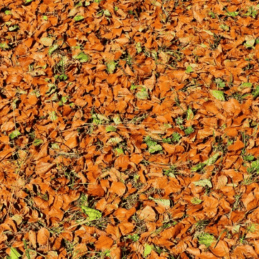 La nature perd ses repères 