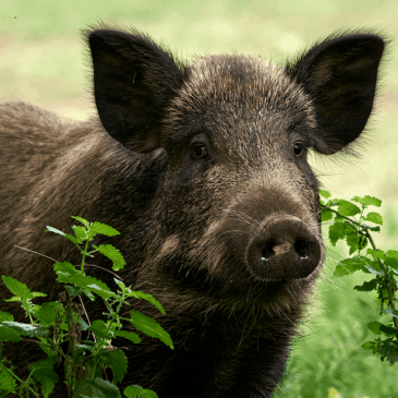 Regard géographique sur la coexistence avec la faune sauvage